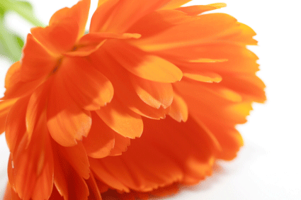 healing-flower-image.gif